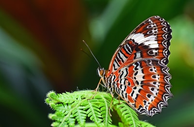 栖息在蕨类植物上的豹纹蝴蝶特写照片